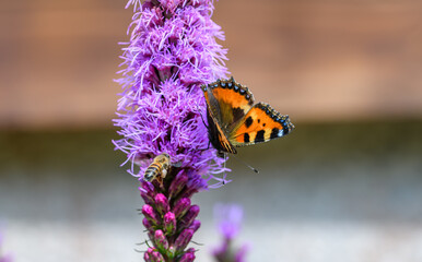 Pomarańczowy motyl z czarnymi plamkami na skrzydłach rusałka dostojka admirał na fioletowymi kwitnącym kwiatku  © Paweł Kacperek