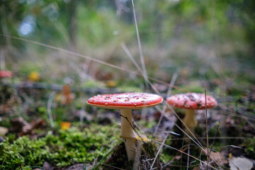 Closeup of vibrant mushrooms growing on forest floor
