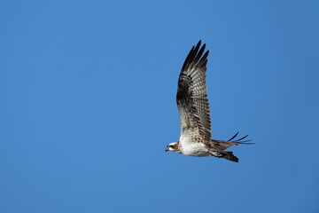 osprey is hunting a fish