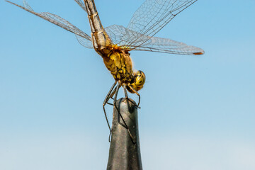 Zielona ważka siedzącą na płocie sfotografowana na tle bezchmurnego nieba © Paweł Kacperek