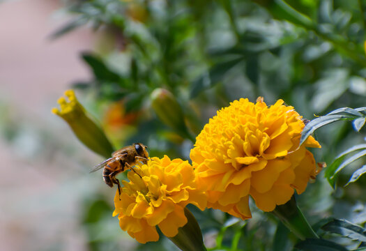 Pszczoła siedzącą na żółtej aksamitce 