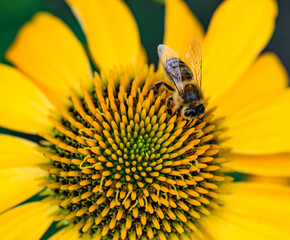 Makrofotografia pszczoła miodna zbierająca pyłek i nektar na kwitnącym żółtym kwiatku - obrazy, fototapety, plakaty