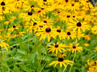 beautiful yellow rudbeckia flowers in the meadow
