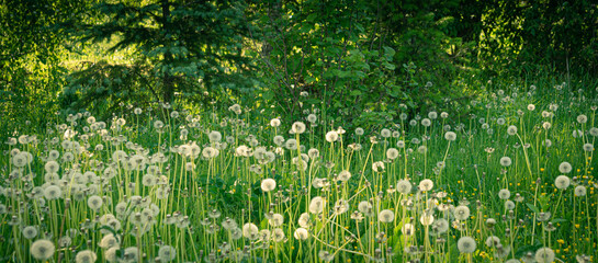 Lawn of dandelions