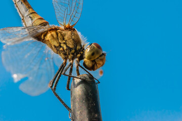 Zielona ważka siedzącą na płocie sfotografowana na tle błękitnego nieba © Paweł Kacperek