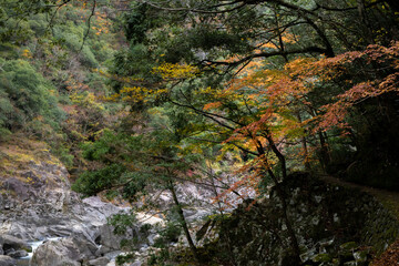紅葉と渓谷の綺麗な秋の長門峡　山口県