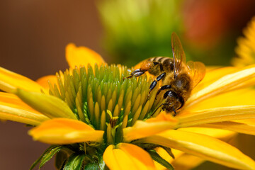 Pszczoła miodna  zbierająca pyłek na pięknie kwitnącej żółtej jeżowce  - obrazy, fototapety, plakaty
