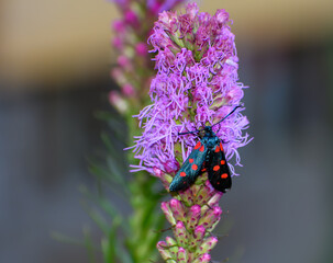 Czarny motyl z czerwonymi plamkami na skrzydełkach, kraśnik sześcioplamek siedzi na fioletowym kwiatku