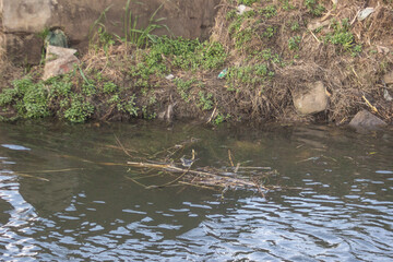 White Wagtail Motacilla alba standing on floating wood stick or tree trunk at Nile River, Cairo City, Egypt