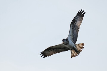 osprey is hunting a fish