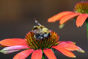 Trzmiele zbierające nektar z kwiatka  © Paweł Kacperek