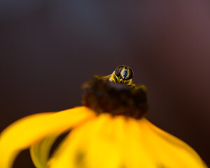 Pszczoła miodna zbierająca pyłek z kwiatka na brązowym tle - obrazy, fototapety, plakaty
