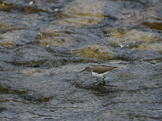 川の浅瀬のイソシギ