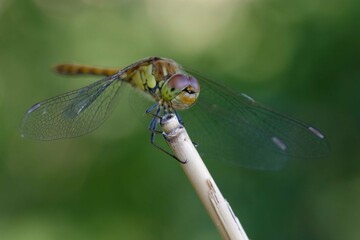 Female Common darter (Sympetrum striolatum)