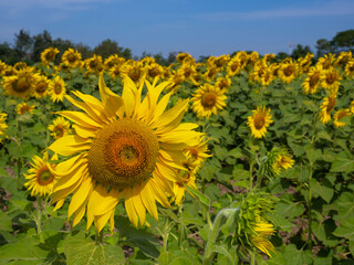 sunflower field on sky background.