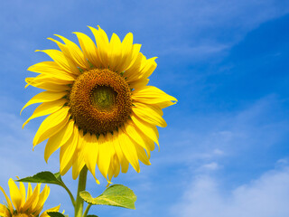 Obraz premium Sunflowers are blooming on a bule sky background.