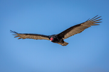 The california condor soaring through the air with a wingspan of 3 meters, on the west coast of...
