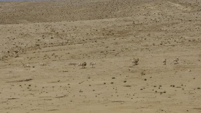 Asiatic Wild Ass - Onager (Equus hemionus) herd in the Negev Desert
