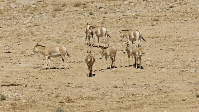 Asiatic Wild Ass - Onager (Equus hemionus) herd in the Negev Desert