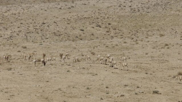 Asiatic Wild Ass - Onager (Equus hemionus) herd in the Negev Desert