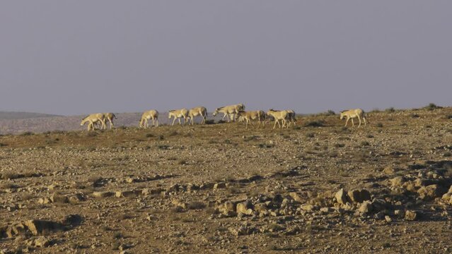 Asiatic Wild Ass - Onager (Equus hemionus) herd grazing Introduced onagers in the Negev Mountains