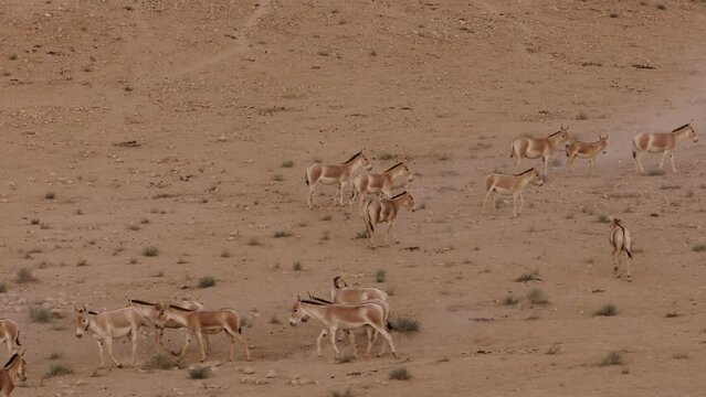 Asiatic Wild Ass - Onager (Equus hemionus) herd walking in the Negev Desert