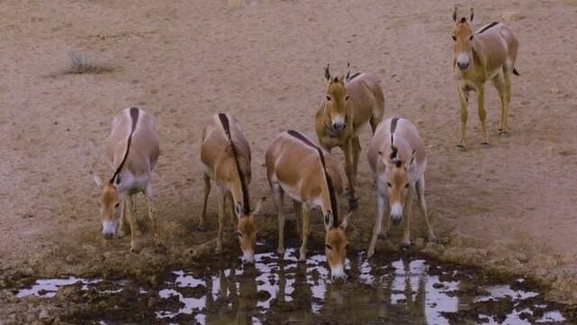 Asiatic Wild Ass - Onager (Equus hemionus) herd drinking at the water hole in the desert