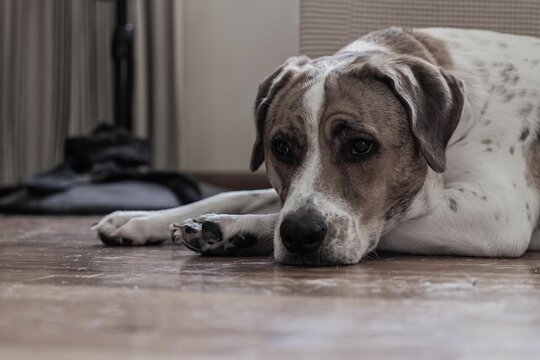 Boxador dog lying and relaxing on the ground at home