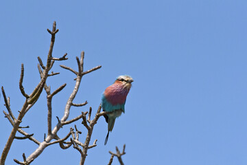 Lilac-breasted Roller (Coracias caudatus) sitting in the top of a tree