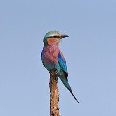 Lilac-breasted Roller (Coracias caudatus) sitting in the top of a tree