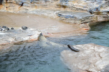 鴨川シーワールドのゴマフアザラシ