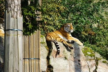 Siberian tiger sitting on a rock wall covered in moss against the  green tree leaves