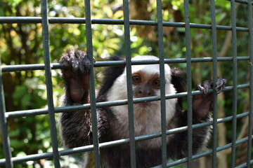 monkey looking sad inside the cage