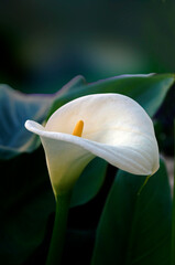 white calla lily