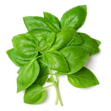 Bunch of fresh sweet basil, from above. Also known as great or Genovese basil, Ocimum basilicum, a culinary herb in the mint family Lamiaceae. A tender plant, used in cuisines worldwide. Photo.