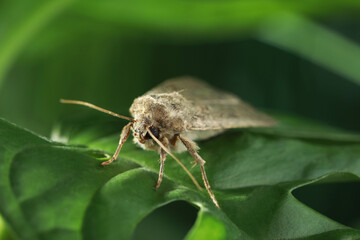 Paradrina clavipalpis moth on green leaf outdoors