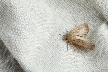 Paradrina clavipalpis moth on white cloth, space for text - obrazy, fototapety, plakaty