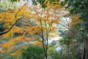 紅葉と渓谷の綺麗な秋の長門峡　山口県