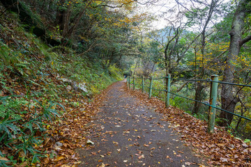 紅葉と渓谷の綺麗な秋の長門峡の遊歩道　山口県
