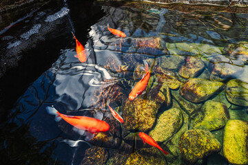 Red fish in pond with stones and clean water.