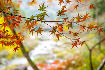 紅葉と渓谷の綺麗な秋の長門峡　山口県