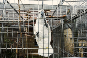 White cockatoo in cage at parrot zoo.