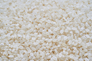 close up short grain rice isolated on white background. Japonica rice texture                            