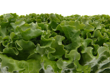 fresh green lettuce, png file