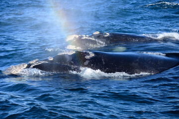 Fototapeta premium Respiranción, ballena franca, avistaje costero, puerto pirámides, patagonia, argentina