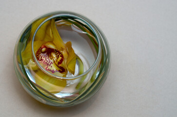 Orchid flower in water in a glass vase on a table on a gray background with copy space
