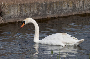 White swan floating on the water
