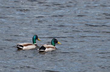 Two ducks floating on the water