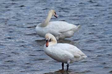 Obraz premium Two white swans floating on the water