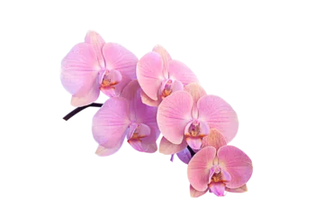 Zelfklevend Fotobehang Branch of beautiful pink Phalaenopsis orchid isolated on white © Nataliia Yudina